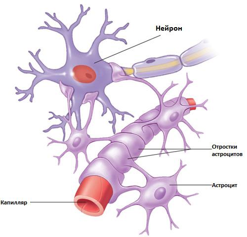 الخلايا الدبقية في الدماغ