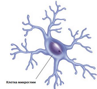 神经胶质细胞及他们的职能