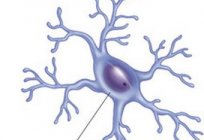 神经胶质单元。 功能和特点的神经胶质细胞