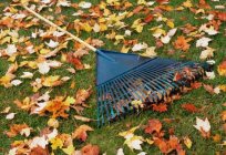 Garden maintenance in autumn. What to do in the fall in the garden?