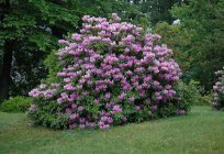 Rhododendren, robuste Sorten: Beschreibung, Merkmale, Arten, Anbau und Bewertungen