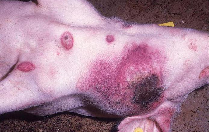 the African plague of pigs of danger for man