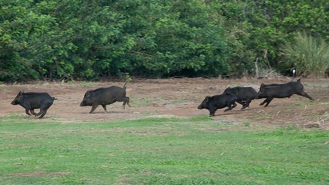 الأفريقية طاعون الخنازير خطرا على الإنسان