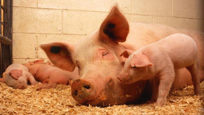 حمى الخنازير الأفريقية خطرا على البشر من الأعراض
