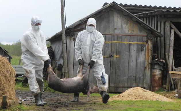 حمى الخنازير الأفريقية التهديد سواء كان الإنسان