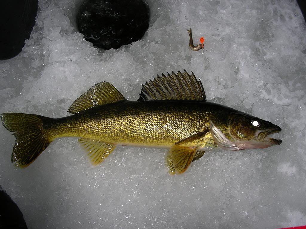 fishing for walleye on the sprat
