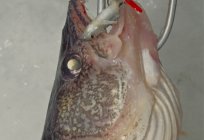 A pesca de inverno walleye: engenharia, o snap-in, a isca e sedução