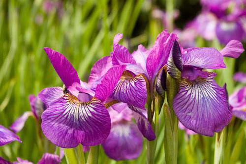 iris, what flower