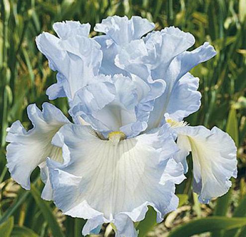 a flower by any other name is iris