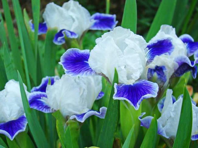 what plant has a second name iris
