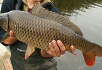 Fishing for carp in the spring on the feeder. Catching carp on boilies in the spring