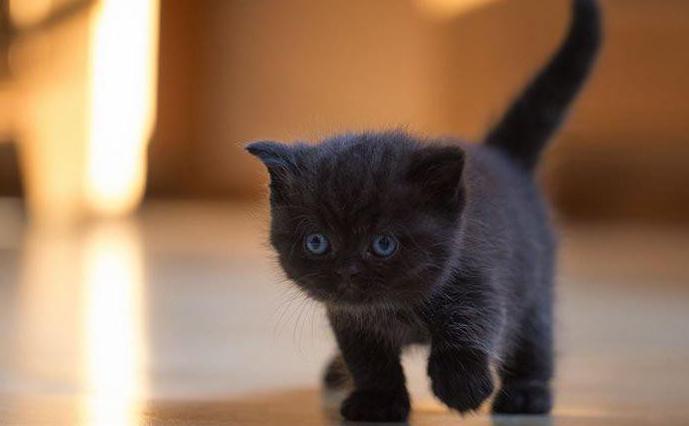 funny nicknames for black cats