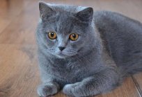 Original and funny nicknames of cats - a list of interesting facts and reviews