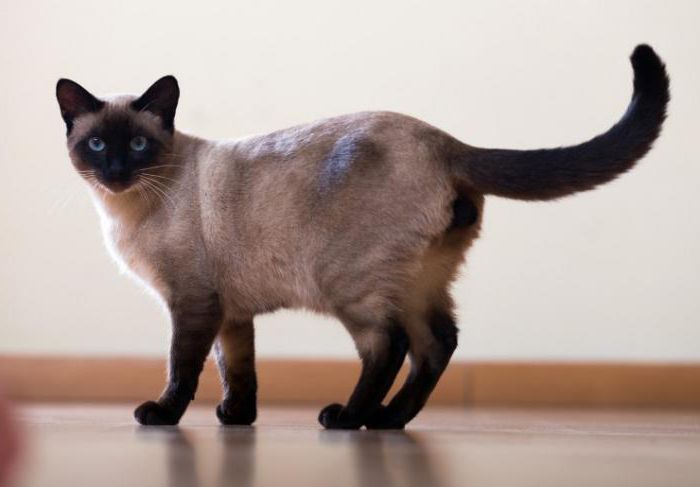 ascites in cats how to treat