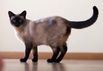 Ascites in cats: description, possible causes and treatment