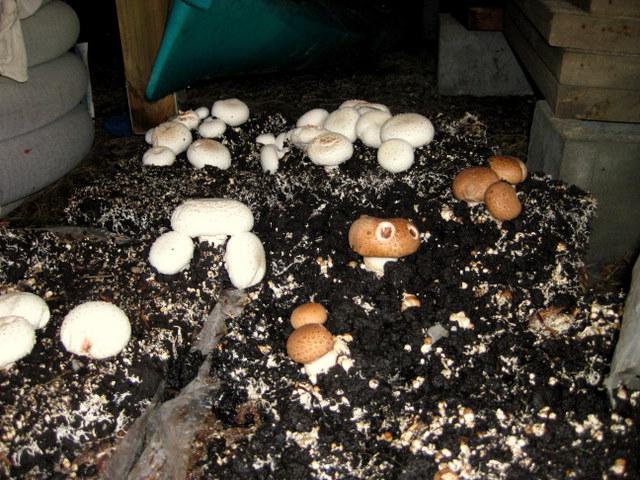 oyster mushroom mycelium