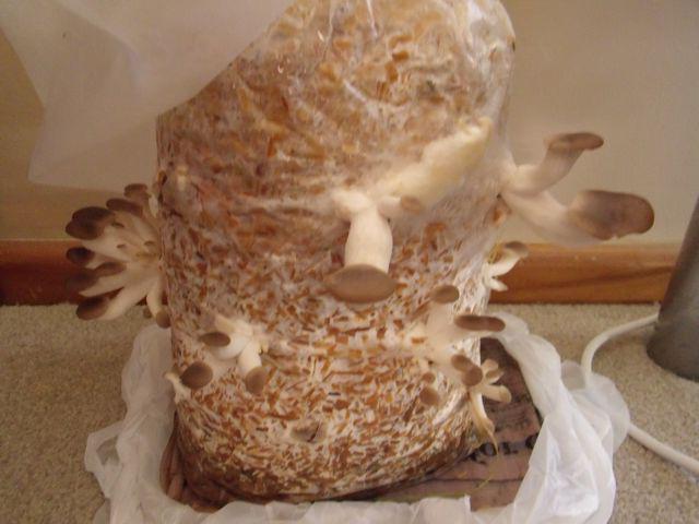 threads of the mycelium