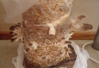 Threads of mycelium - what is it? How to grow mycelium at home