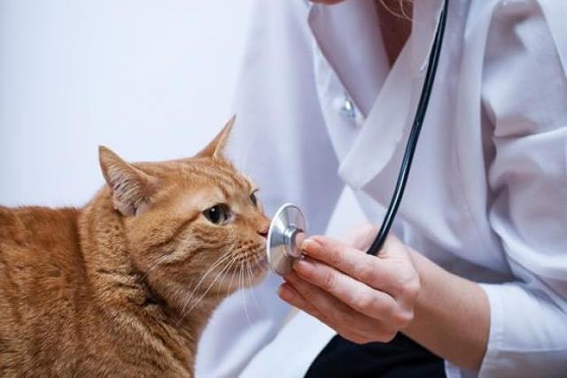 cat on the examination in the clinic