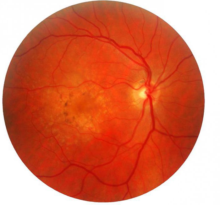 视网膜结构和职能