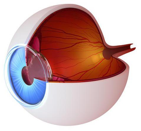 视网膜执行功能