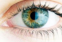 视网膜功能和结构。 功能的视网膜