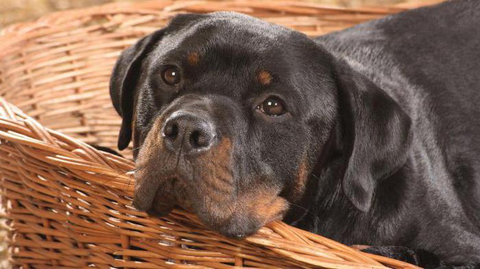 how long does the Rottweiler