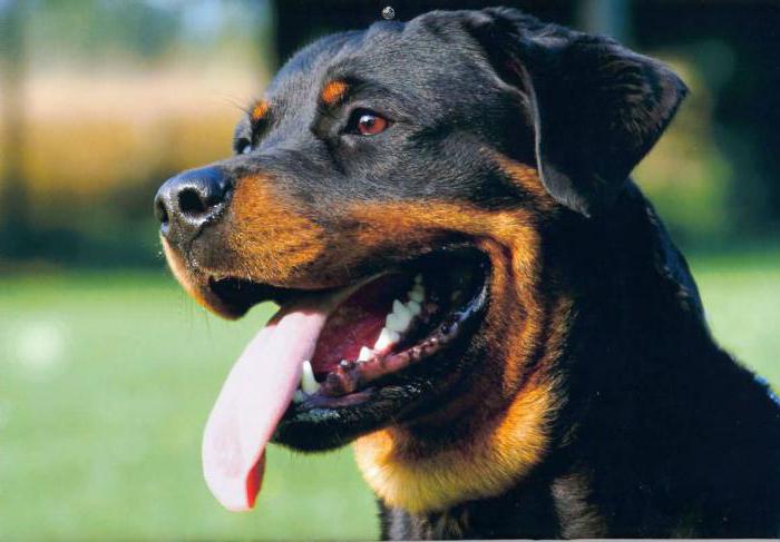 how many years living dogs Rottweilers norms