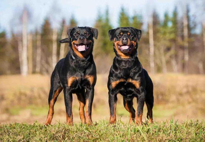 how many years of living dog breeds Rottweiler