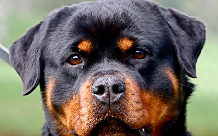 how I live Rottweilers weightRottweiler