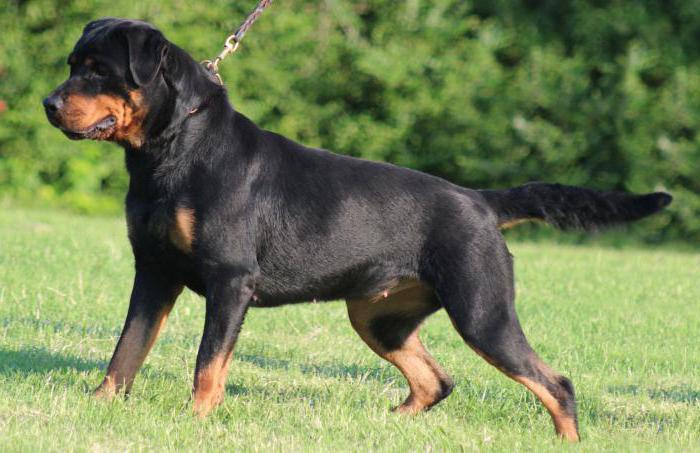 how long do Rottweilers