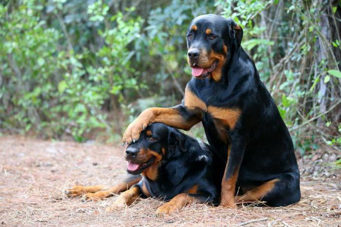 how many years of living Rottweiler