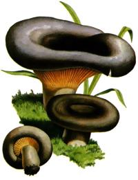 mushroom Nigella