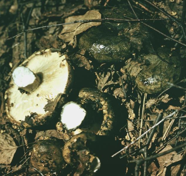 чорнушка гриб