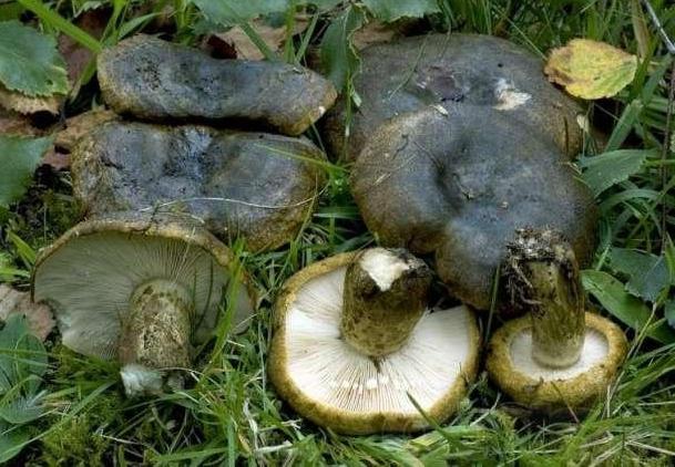 mushroom Nigella photo