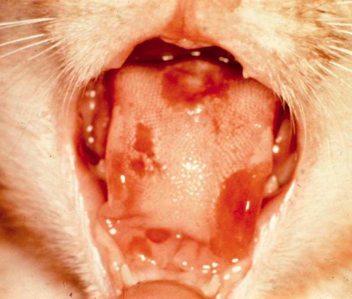 estomatitis Gangrenosa los gatos