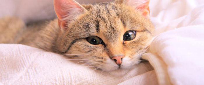 Estomatitis los gatos síntomas