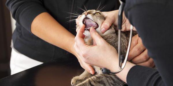 Estomatitis los gatos tratamiento