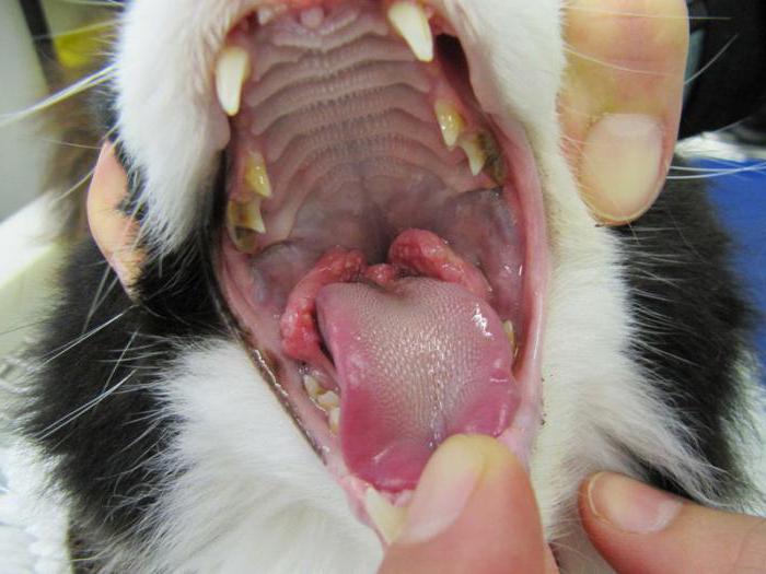 estomatitis Ulcerosa con грануляциями gatos