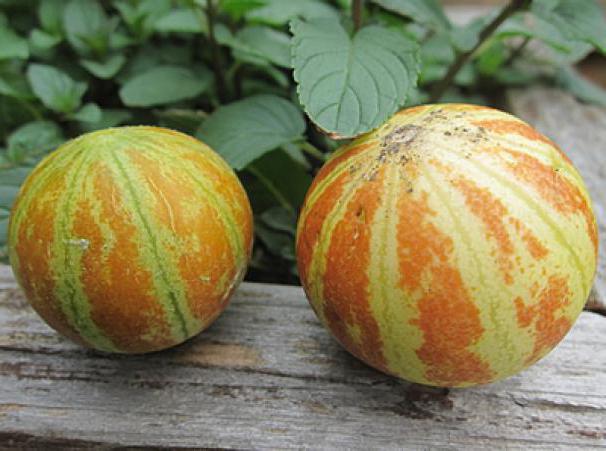 Vietnamese melon farming
