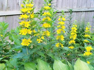 loosestrife planting and caring