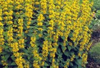 Lysimachia (loosestrife): planting and care