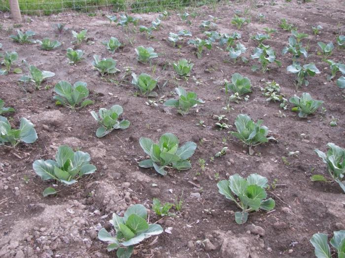 Favorable days for planting cabbage