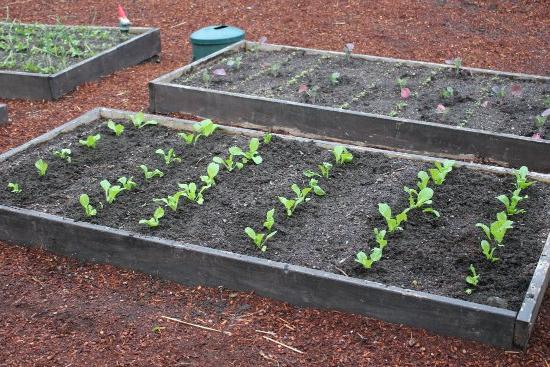 Fertilizer when planting cabbage