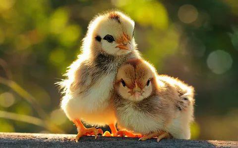  why laying hens are pecking each other