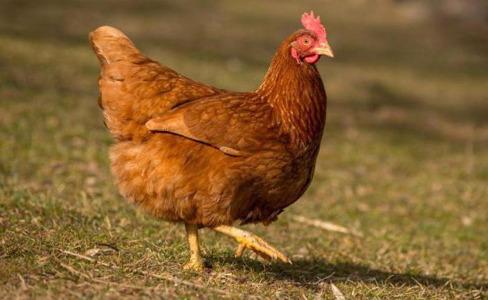  why do chickens peck each other in the tail 