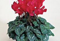 Flower the cyclamen – original gift for the holidays
