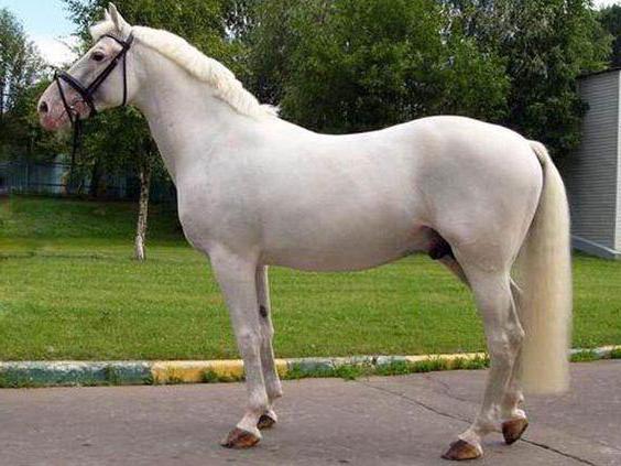 the Oryol breed of horses in Russia
