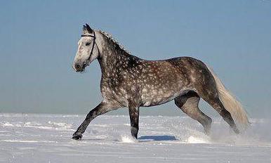 the breed of horses is Orlov Trotter