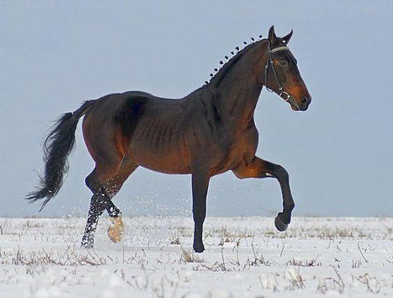 orlovsky caballos de raza foto